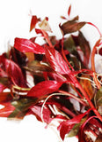 Ludwigia Peruensis_aquarium plant for sale_aquarium plants for sale