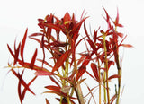 LUDWIGIA ARCUATA (Thin NEEDLE Leaf AMAZING Plant)