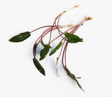 Cryptocoryne Becketii