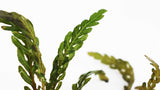 Hygrophila Pinnatifida_Aquarium Plants For sale_Aquarium plant