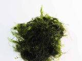Fissidens Moss_Mosses_Aquarium Moss_Aquarium plants for sale