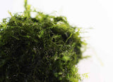 Fissidens Moss_Mosses_Aquarium Moss_Aquarium plants for sale