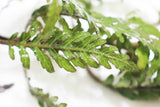 Hygrophila Pinnatifida_Aquarium Plants For sale_Aquarium plant