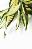 Dracaena Plant (fragrans)