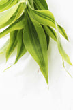 Dracaena Plant (fragrans)