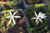 Crinum NATANS! (The Ultimate Monster Plant)