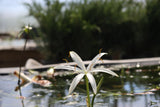Crinum NATANS! (The Ultimate Monster Plant)