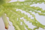 Crinum Calamistratum (Crazy Hardy Aquarium Plant) (6/30/25 photos)