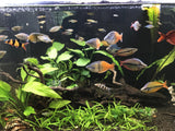 Anubias Barteri "Broadleaf" (Our Largest Anubias)