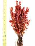 Ludwigia Inclinata_Wow Red Aquarium Plant_Red Plants_Ludigias_Ludigia Incinata