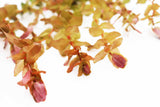 Rotla Macrandra Small Leaf_Aquarium Plant For Sale