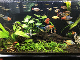 Anubias Barteri "Broadleaf" (Our Largest Anubias)