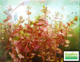 Sexy Red Aquarium Plant Combo_Aquarium Plants For Sale