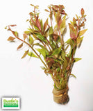 Alternanthera Reineckii "Green" for sale on Dustin's Fishtanks