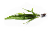Java Fern. (Regular) 6 Inches