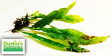 Java Fern. (Regular) 6 Inches