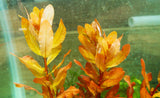 Ludwigia Inclinata (Wow Red)