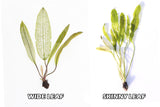 Madagascar Lace Plant (Aponogeton madagascariensis)