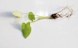 Taro Plants (6 Types!)
