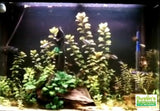 Ludwigia Repens at Steves house