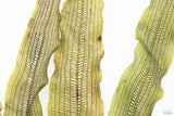 MADAGASCAR LACE PLANT (APONOGETON MADAGASCARIENSIS)_Aquarium Plant For Sale_Aquarium Plants