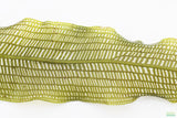 MADAGASCAR LACE PLANT (APONOGETON MADAGASCARIENSIS)_Aquarium Plant For Sale_Aquarium Plants
