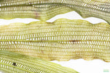 Madagascar Lace Plant (Aponogeton madagascariensis)
