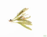 Madagascar Lace Plant (Aponogeton madagascariensis)