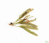 Madagascar Lace Plant (Aponogeton madagascariensis)