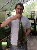 Madagascar Lace Plant For Sale, Bryan of Dustin's Fish Tanks