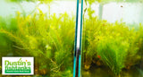 Mayaca Sellowiniana_Aquarium Plant for sale