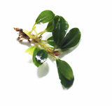 Melawi Bucephalandra