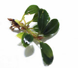 Melawi Bucephalandra