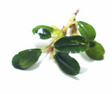 Melawi Bucephalandra