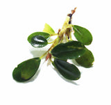 Melawi Bucephalandra