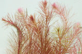 Ratala Wallichiii_Fluffy Red_Aquarium Plant For Sale_aquarium plants for sale