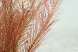 Ratala Wallichiii_Fluffy Red_Aquarium Plant For Sale_aquarium plants for sale