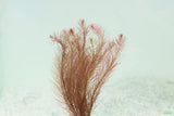Ratala Wallichiii_Fluffy Red_Aquarium Plant For Sale_aquarium plants for sale
