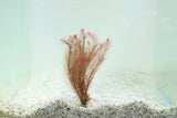 Ratala Wallichiii_Fluffy Red_Aquarium Plant For Sale_aquarium plants for sale
