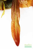 Rubin Sword_the Red Monster_Echinodorus_Aquarium Plant For Sale
