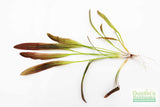 Rubin Sword_the Red Monster_Echinodorus_Aquarium Plant For Sale