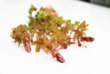 Rotla Macrandra Small Leaf_Aquarium Plant For Sale