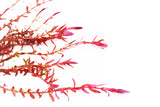 Rotala Rotundifolia Red_Aquarium Plant For sale