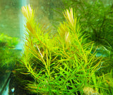 Rotala Nanjenshan