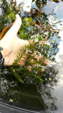 Anacharis Elodea_Easy Low Light Aquarium Plant