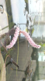 Madagascar Lace Plant (Aponogeton madagascariensis)