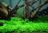 Staurogyne Repens in Tom Barr's tank