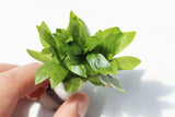 Stauro_Staurogyne Repens_Regular rugged foreground plant_aquarium plant_Aquarium plants for sale