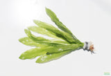 Major Sword_Echinodorus Major_Ruffled Swords_Aquarium Plant_Aquarium Plants_Planted Aquarium_Aquarium Plants For Sale