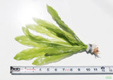 Major Sword_Echinodorus Major_Ruffled Swords_Aquarium Plant_Aquarium Plants_Planted Aquarium_Aquarium Plants For Sale